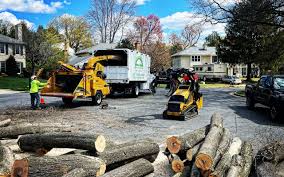 How Our Tree Care Process Works  in  Norwich, CT