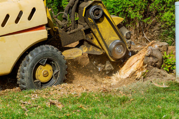 Tree and Shrub Care in Norwich, CT