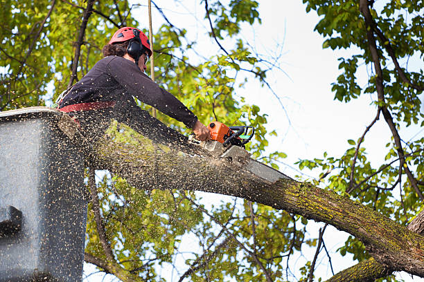 Professional Tree Care Services in Norwich, CT